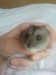 My dead hamster.JPG